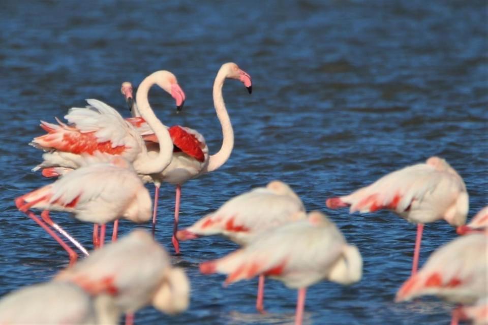 Barcaresa-La Perle Vue Mer Pieds Dans L'Eau Clim Wifi Лекат Екстер'єр фото